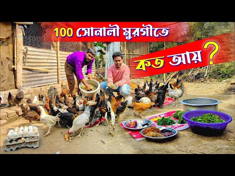 ১০০সোনালি মুরগি পালন আয় মাসে ৩০০০০ টাকা | Sonali Murgi Farm | Desi Murgi farming | Local Murgi farm