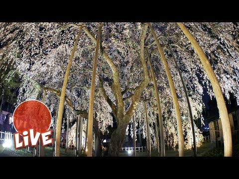 370 Year Old Gigantic Sakura Tree