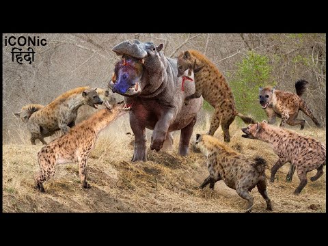 हिप्पो ने आज बहुत बड़ी भूल किया | 17 Hyenas Take Down A 8 Ton Hippo To Avenge Their Leader