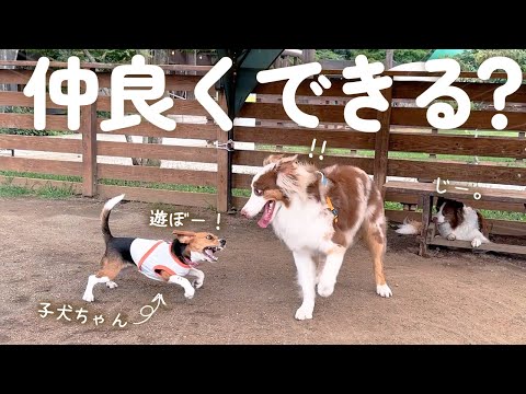 自分より小さい子犬ちゃんに遊びに誘われた結果、しっかりお兄さんしてて成長を感じました🥺✨【ボーダーコリー・オーストラリアンシェパード】