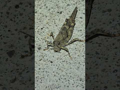 A beautiful Pallid-winged Grasshopper (Trimerotropis pallidipennis)