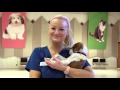 Animal Care and Veterinary Responsibilities