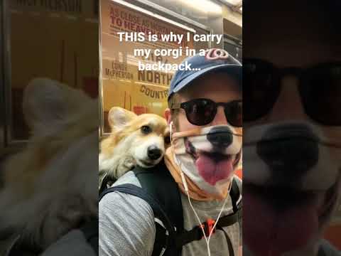 THIS is exactly why I carry my corgi in my backpack! #corgi #shorts