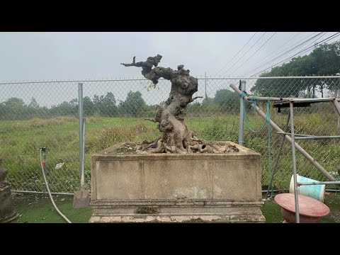 Cuối thu dù Mưa phùn vẫn ngắm cây Tại Vườn cây cảnh nhà nông - Ngọc tảo - Hát môn - Hn 