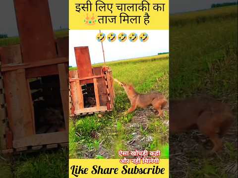 ये हैं चालाकी में मिस वर्ल्ड 👑🤣🤣🤣 #shorts #youtubeshorts #wildlife #animals
