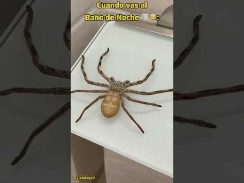 Cuando vas al Baño de Noche 😂🙈[El Final 🙊]