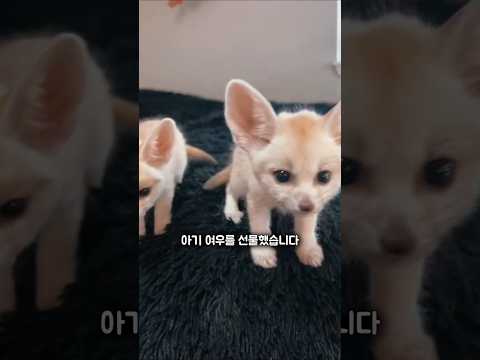 여우에게 홀려 여자친구는 뒷전이 된 남성....!
