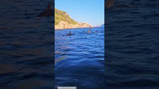 📌 Incontro con i Delfini 😍 Sardegna ( 🎥 Dst Sardegna )