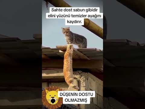 Düşenin dostu olmaz