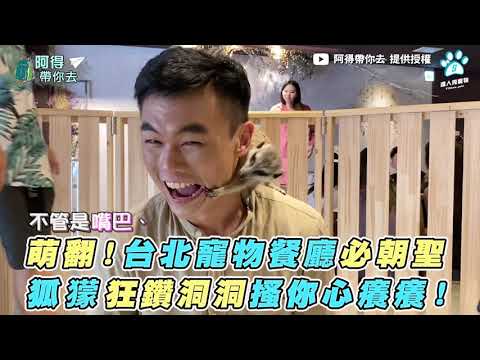 【萌翻!台北寵物餐廳必朝聖！ 狐獴狂鑽洞洞搔你心癢癢】｜ 阿得帶你去