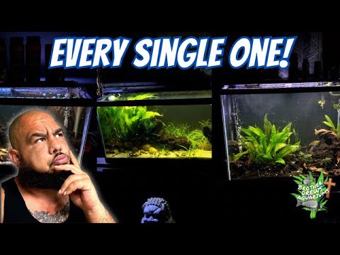All my aquariums (relaxing videos)  #aquariumfish  Just wanted to put together something peaceful for ya for a few minutes, was thinkin to myself it’
