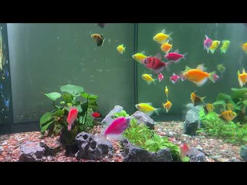 🌸 A Zen-Like Fish Corner - Where the Soul Calms Down Amidst the Busy Life - Old Music Scrolls