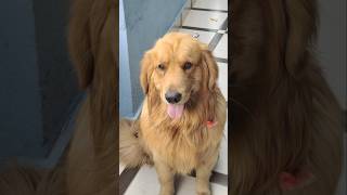 OSCAR The Golden Retriever #goldenretriever #shorts #viral #trending