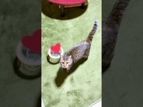 大好きなお母さんが見えた瞬間鳴いて喜ぶ元野良猫トラ #元野良猫 #鳴き声 #かわいい