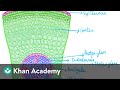 Plant Root Structures and Functions