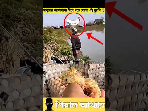 এই মুরগিটিকে ছোট থেকে বড় করলো এই মানুষটির ভালোবাসা দিয়ে 😱❤️#chcken #sorts #story