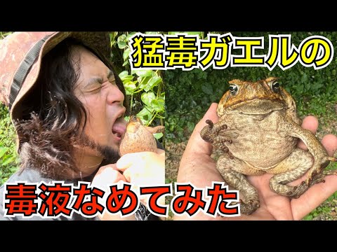 なめて検証！猛毒ガエルの毒液を人間が摂取するとどうなる？
