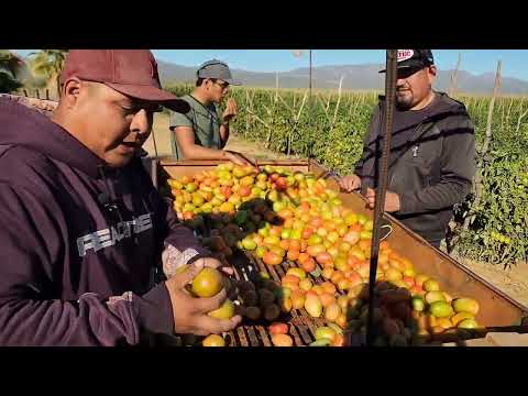 así esta el campo mexicano