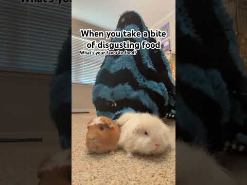 What’s your favorite food?  #говрек #guineapig #hamster #dogmom #cats ￼