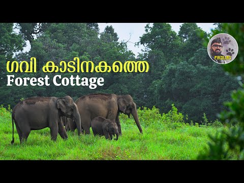 Stay and trekking package in Gavi Forest | Best place for enjoy nature in Kerala | Gavi safari