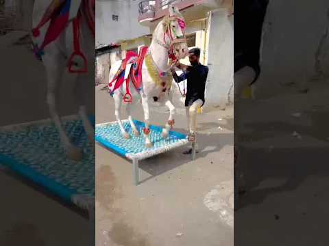 lilan singare 🥰#shorts #dj #horse #djremix #horselover #trending #horseriding #ghoda #ghodi