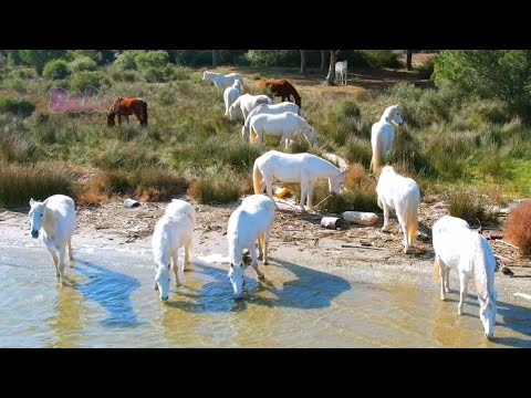 White Horse Herd - Animals Documentary Videos