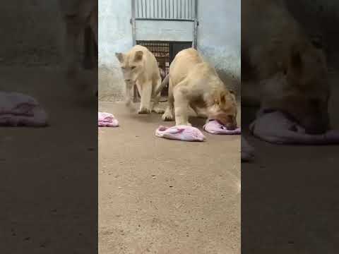 FEEDING TIGERS😱