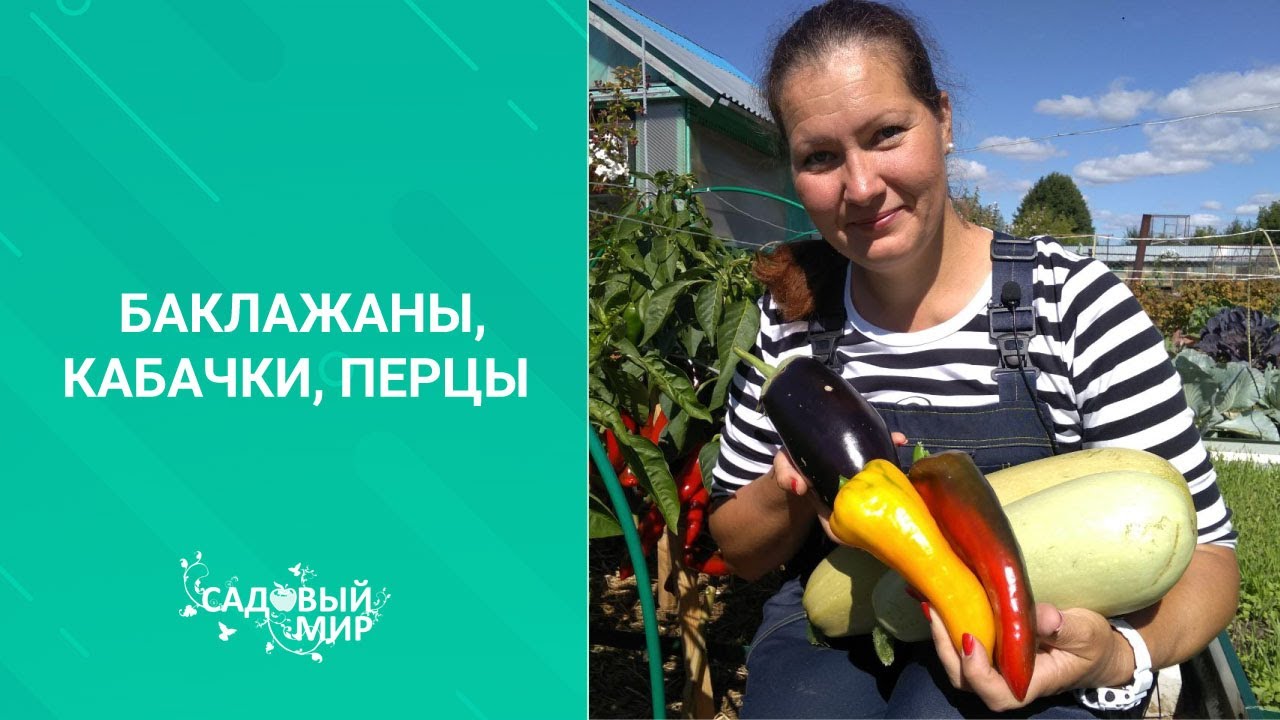 Баклажан Андрюша никогда не подводит. Урожая хватит для заготовок на всю зиму