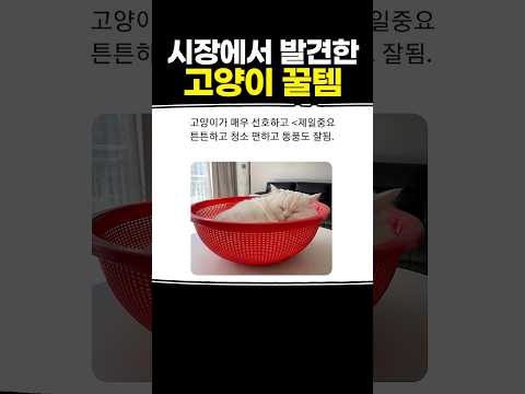 <strong>시장에서</strong> 발견한 고양이 꿀템