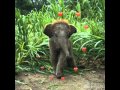 Elephants and Ecosystem Interactions