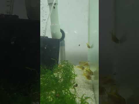 more Lazer babies #aquarium #freshwateraquarium #f 