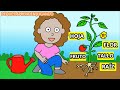 Partes y Funciones de las Plantas