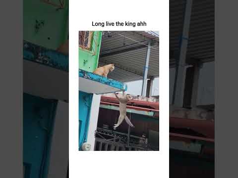 that one mufasa scene #memes #funny #shorts