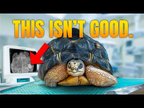 Endangered Pet Tortoise Arrives with Mysterious Illness! Can We Save Her?