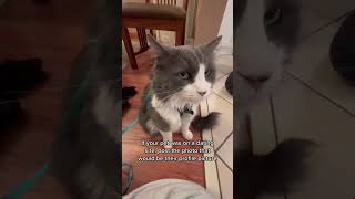 If your pet was on a dating site… post the photo that would be their profile picture #animals #cats