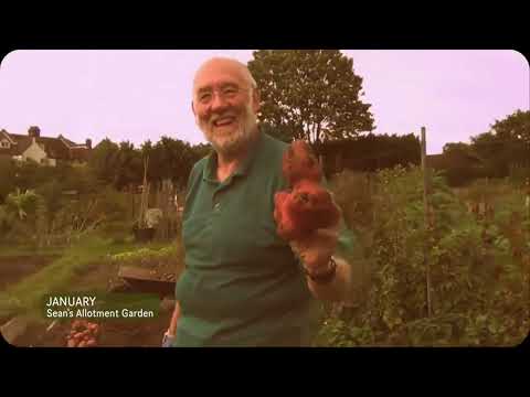 Sean's Allotment Garden 2: Sweet Peas, Strawberries, Potatoes, Rhubarb, Microgreens