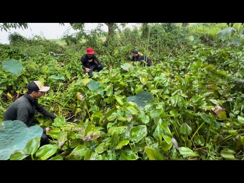 Săn Bắt Dưới Mưa Về nhà Tẩm Bổ Cho Anh Em | hunting | - TT2163