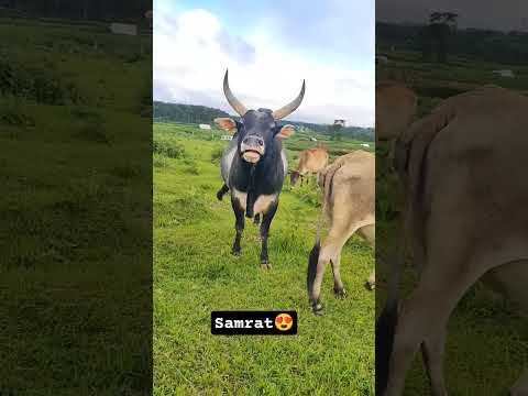 samrat ki #reels #cow #lifeisbutadream #independenceday #animals #whowillbemylifepartnerta
