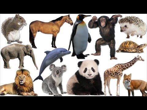 PICK an ANIMAL to reveal your PERSONALITY