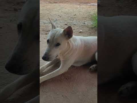 #my #dog #doglover ?? #109
