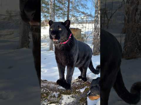 Panther saw roe deer ;)