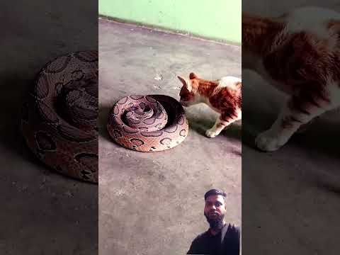 #cat #cute #funny #animals #praveenpanchal #snakebait #snakerescue
