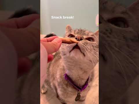 Cat Vs Invisible Maze