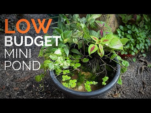 Low Budget Mini Pond in the Garden for Guppies