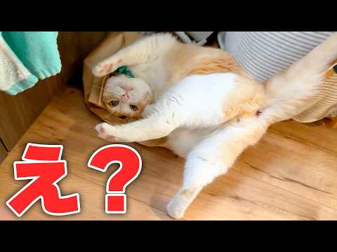 興奮しすぎてぶっ倒れる猫