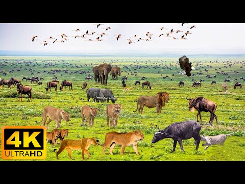 4K African Animals: Mago National Park - Relaxing Music With Video About African Wildlife