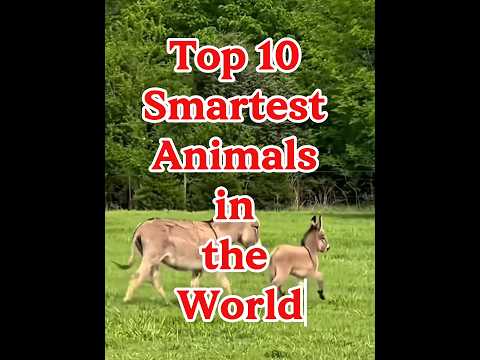 Top 10 Smartest Animals in the World. #top10list #Smartestanimals #facts #viralshorts