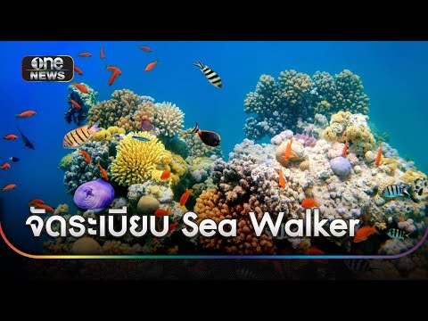 จัดระเบียบ Sea Walker ฟื้นฟูระบบนิเวศใต้ท้องทะเล | ข่าวเย็นช่องวัน | สำนักข่าววันนิวส์