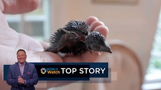 Top Story | Bash's Birds