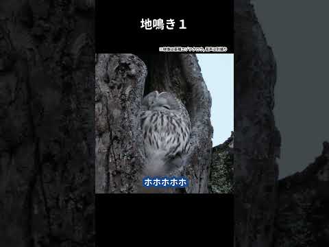 衝撃!!フクロウの鳴き声が意外過ぎた